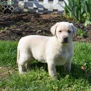 Hunter, Yellow Labrador Retriever Puppy