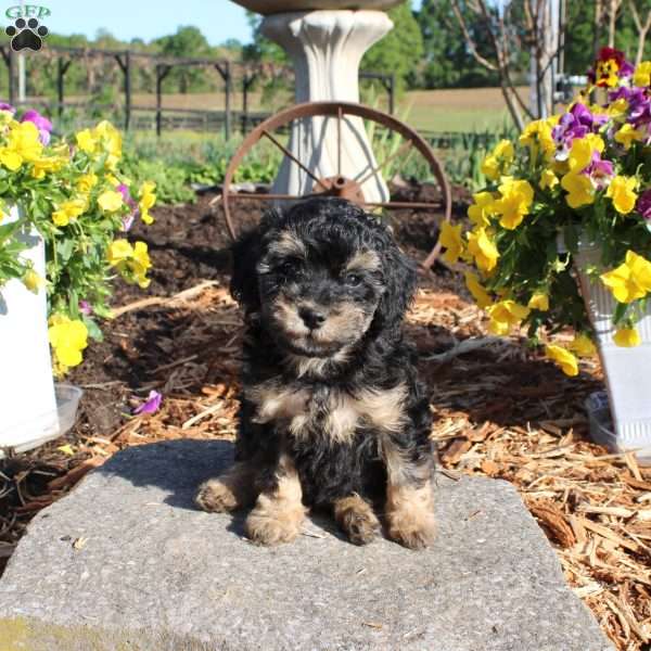 Hunter, Miniature Poodle Puppy