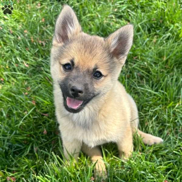 Princess Peach, Mini Elkhound Puppy