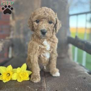 Freddie, Mini Goldendoodle Puppy