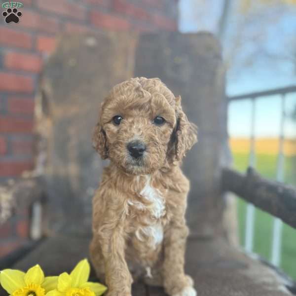 Freddie, Mini Goldendoodle Puppy