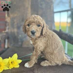 Freddie, Mini Goldendoodle Puppy