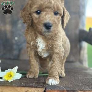 Freddie, Mini Goldendoodle Puppy