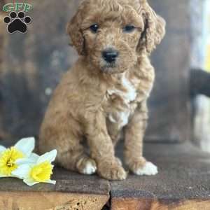 Freddie, Mini Goldendoodle Puppy