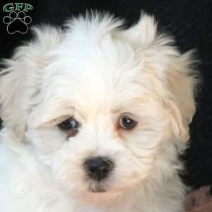 Odie, Teddy Bear Puppy