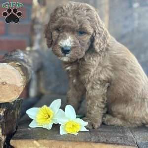 Fritz, Mini Goldendoodle Puppy