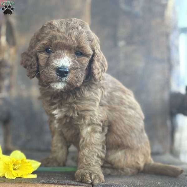 Fritz, Mini Goldendoodle Puppy