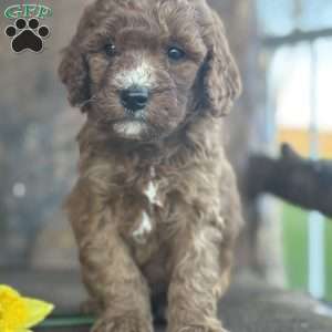 Fritz, Mini Goldendoodle Puppy