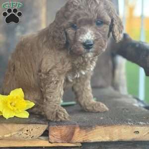Fritz, Mini Goldendoodle Puppy