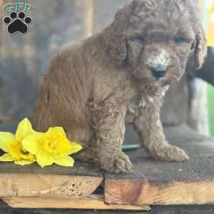 Fritz, Mini Goldendoodle Puppy