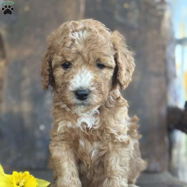 Frank, Mini Goldendoodle Puppy