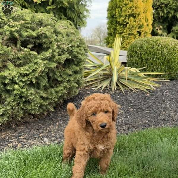 Rusty, Mini Goldendoodle Puppy