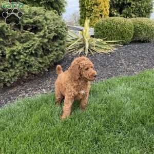 Rusty, Mini Goldendoodle Puppy