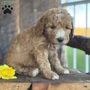 Frank, Mini Goldendoodle Puppy