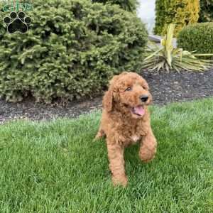 Rusty, Mini Goldendoodle Puppy