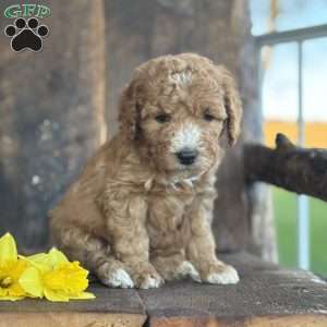 Frank, Mini Goldendoodle Puppy