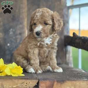 Frank, Mini Goldendoodle Puppy