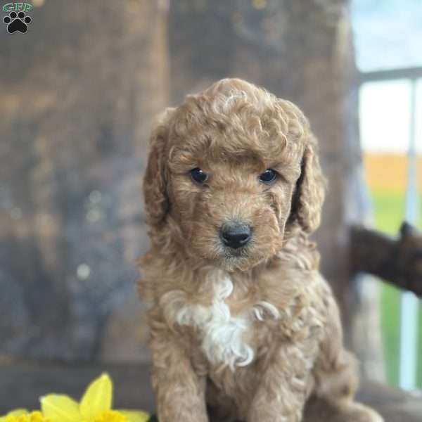 Fernando, Mini Goldendoodle Puppy