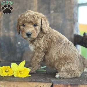 Fernando, Mini Goldendoodle Puppy