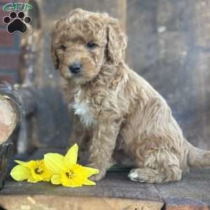 Fernando, Mini Goldendoodle Puppy