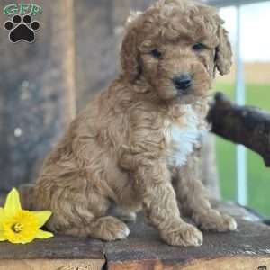 Fernando, Mini Goldendoodle Puppy