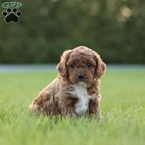 Finn, Cavapoo Puppy