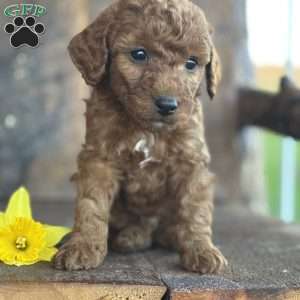 Felix, Mini Goldendoodle Puppy