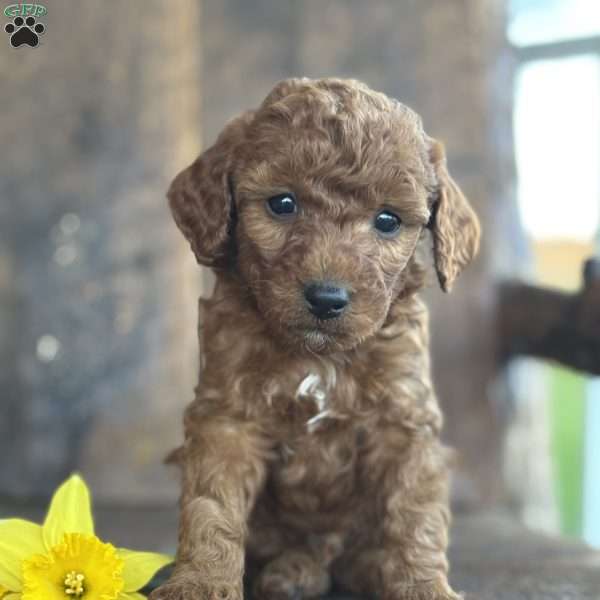 Felix, Mini Goldendoodle Puppy