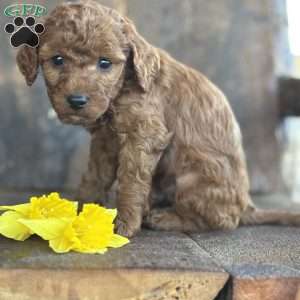 Felix, Mini Goldendoodle Puppy