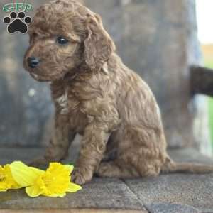 Felix, Mini Goldendoodle Puppy