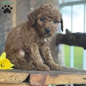 Felix, Mini Goldendoodle Puppy