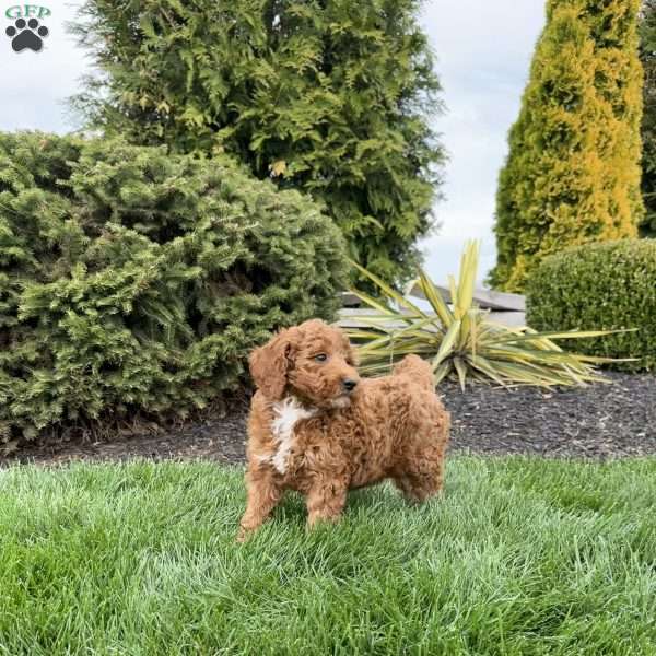 Rachel, Mini Goldendoodle Puppy