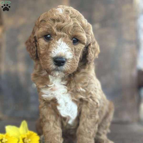 Finley, Mini Goldendoodle Puppy