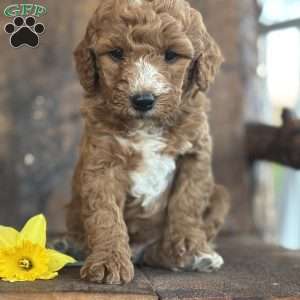 Finley, Mini Goldendoodle Puppy