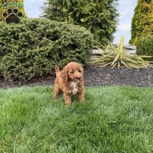 Rachel, Mini Goldendoodle Puppy