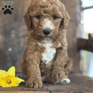 Finley, Mini Goldendoodle Puppy