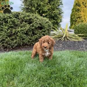 Rachel, Mini Goldendoodle Puppy