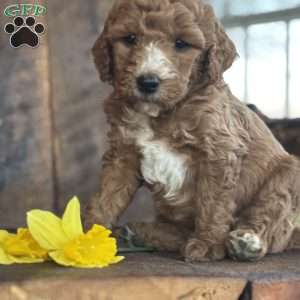 Finley, Mini Goldendoodle Puppy