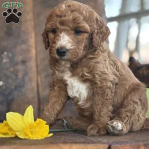 Finley, Mini Goldendoodle Puppy