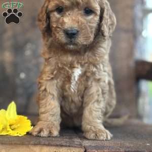 Flossie, Mini Goldendoodle Puppy