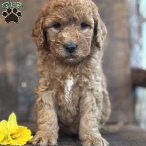 Flossie, Mini Goldendoodle Puppy