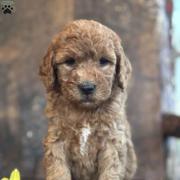 Flossie, Mini Goldendoodle Puppy