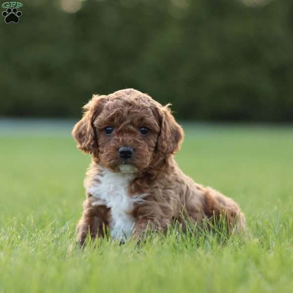 Finn, Cavapoo Puppy
