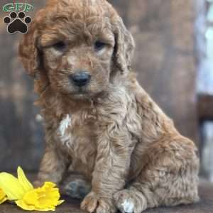 Flossie, Mini Goldendoodle Puppy