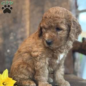 Flossie, Mini Goldendoodle Puppy