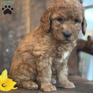 Flossie, Mini Goldendoodle Puppy