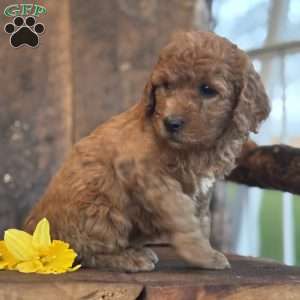 Flossie, Mini Goldendoodle Puppy