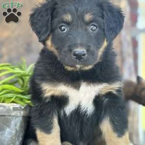 Kevin, English Shepherd Puppy