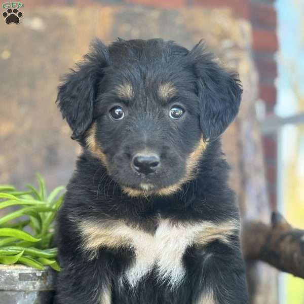 Kevin, English Shepherd Puppy