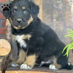 Kevin, English Shepherd Puppy
